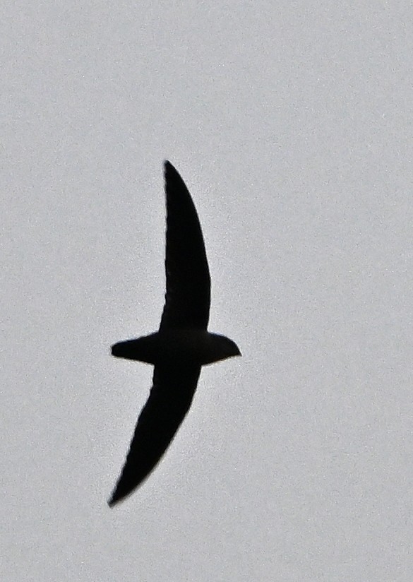 Chimney Swift - ML642942031