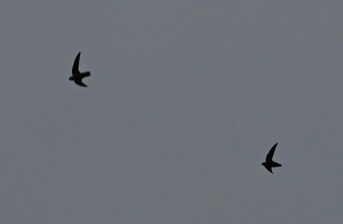 Chimney Swift - ML642942033