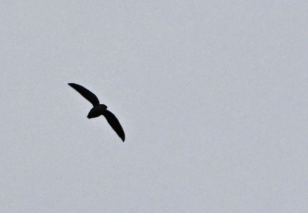 Chimney Swift - ML642942035