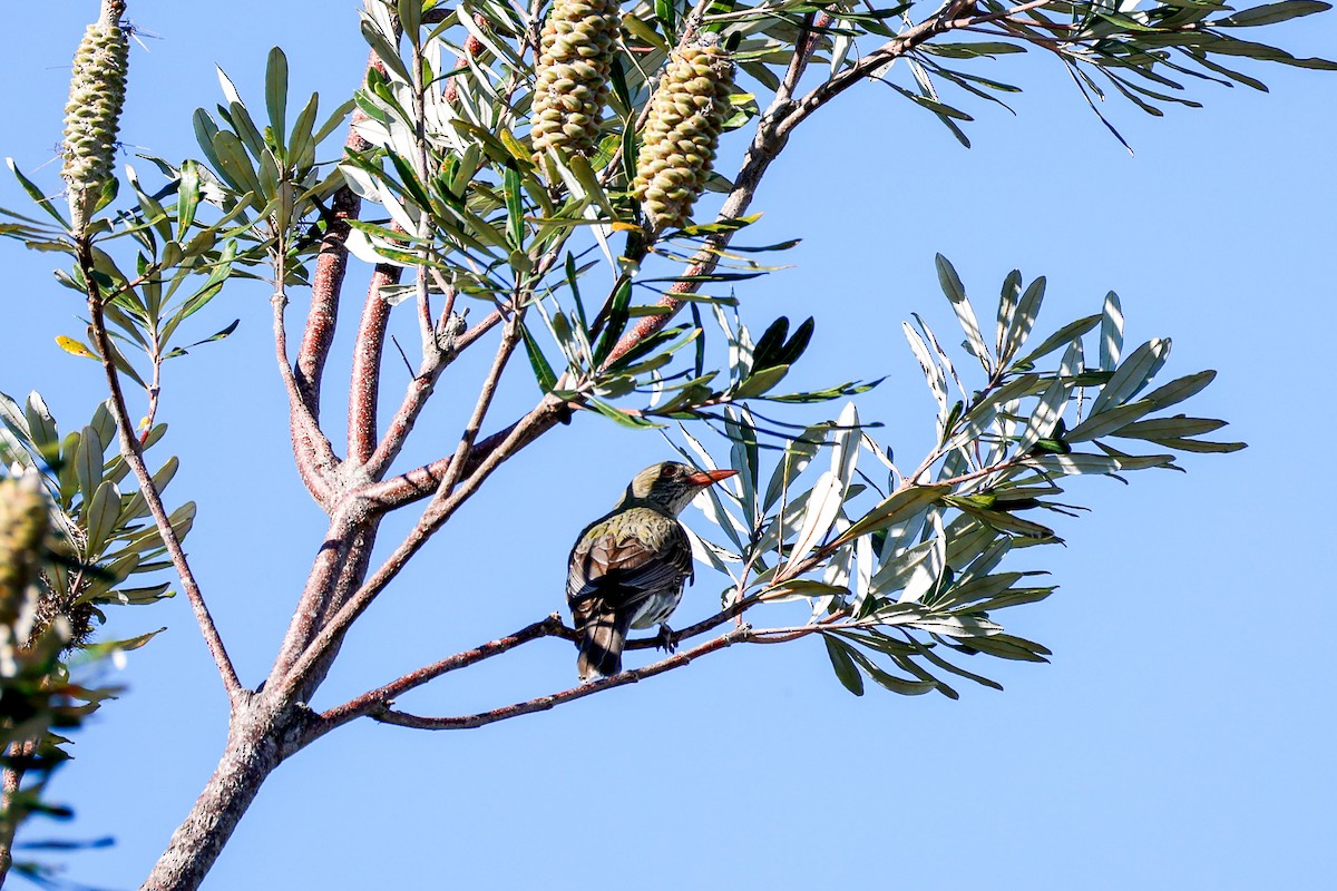 Olive-backed Oriole - ML642942040