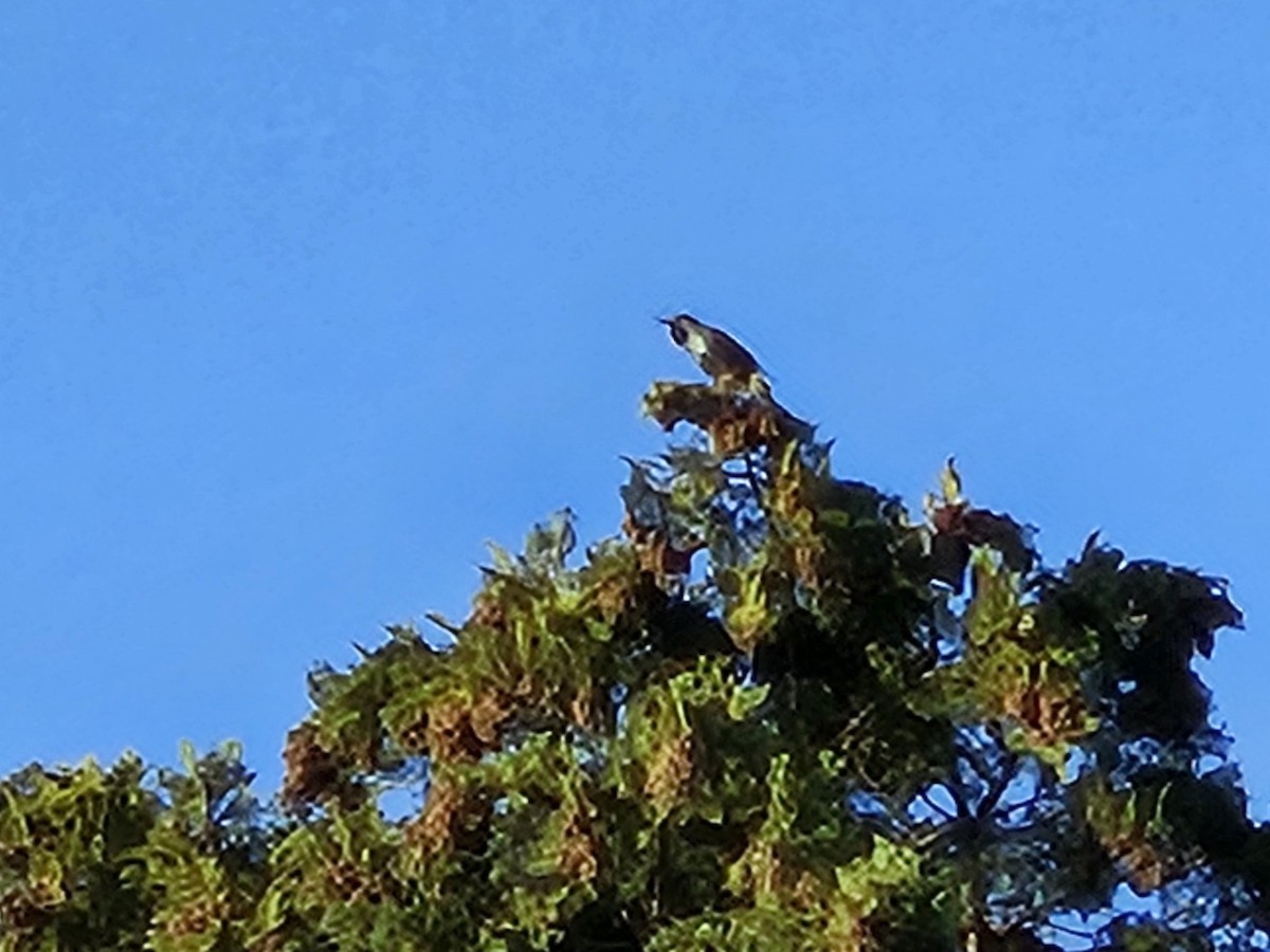 Northern Flicker - ML642942046