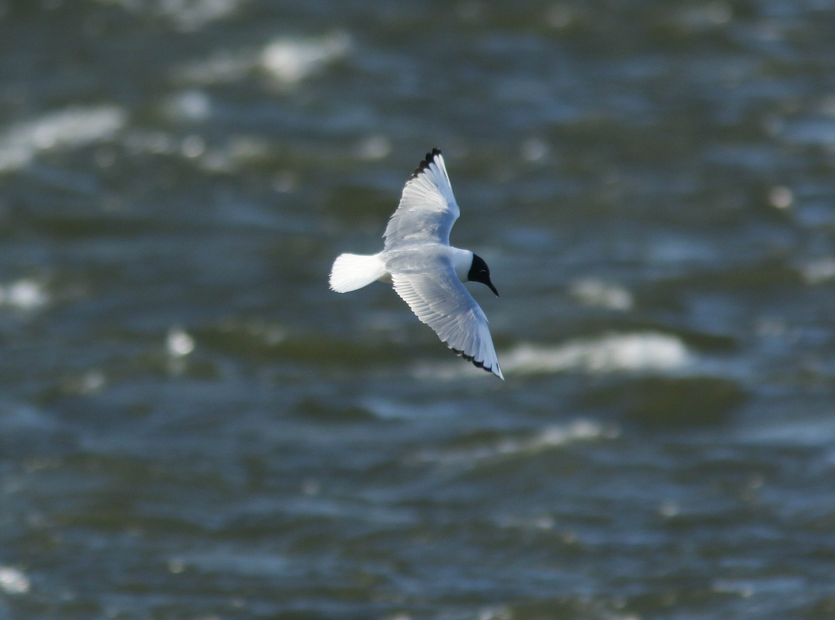 Bonaparte's Gull - ML642942062