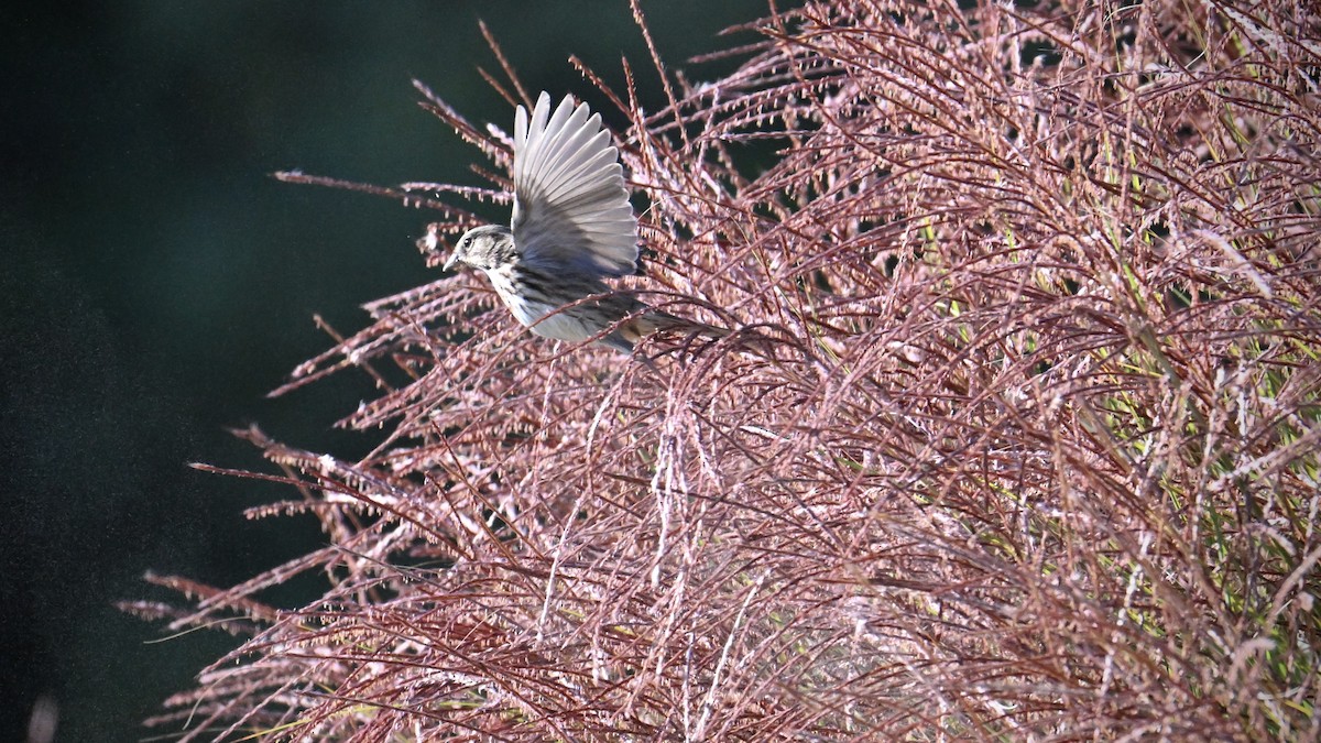 Song Sparrow - ML642942082