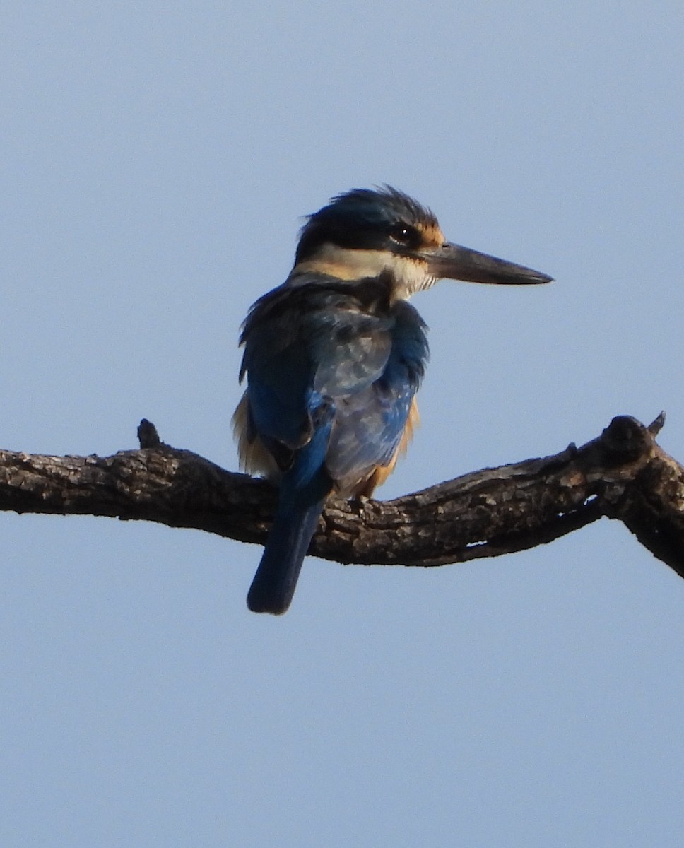 Sacred Kingfisher - ML642942093