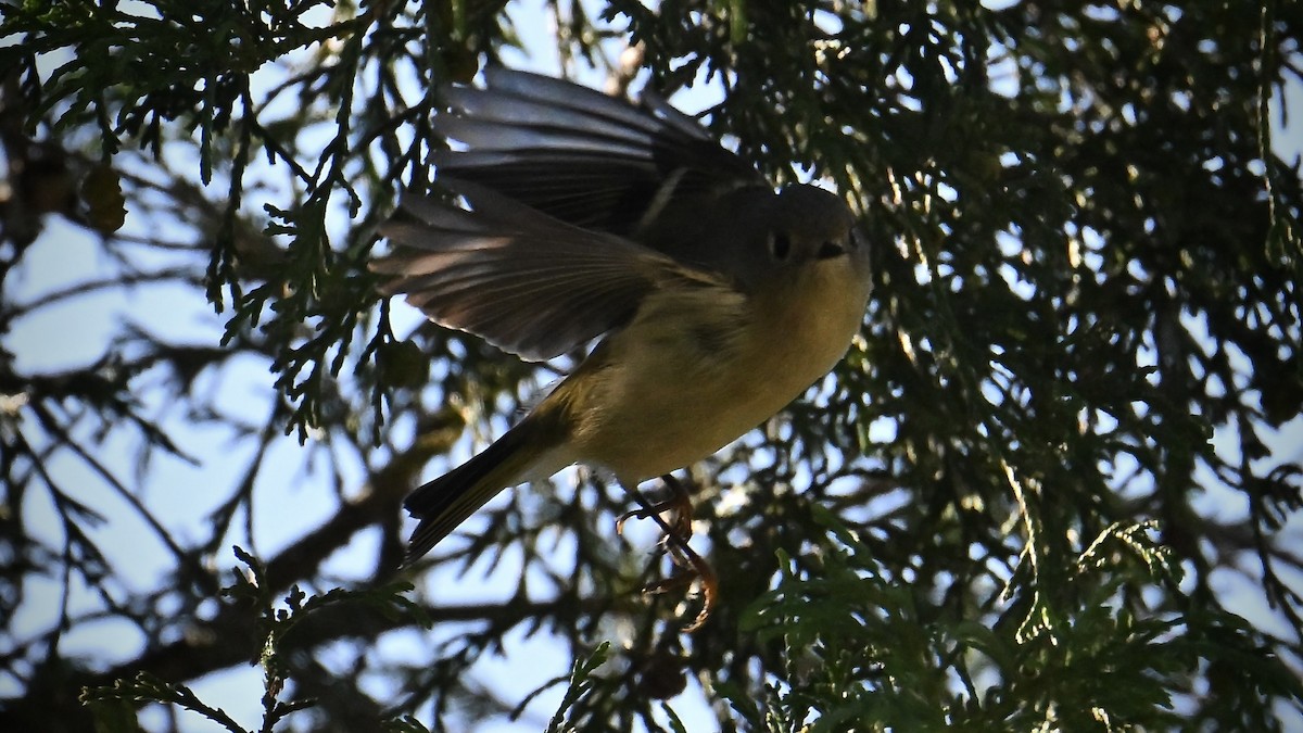 Ruby-crowned Kinglet - ML642942095