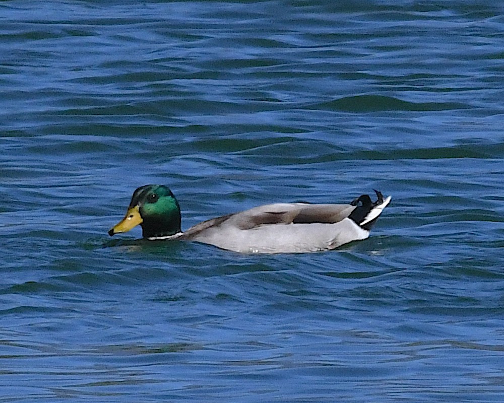 Canard colvert - ML642942111