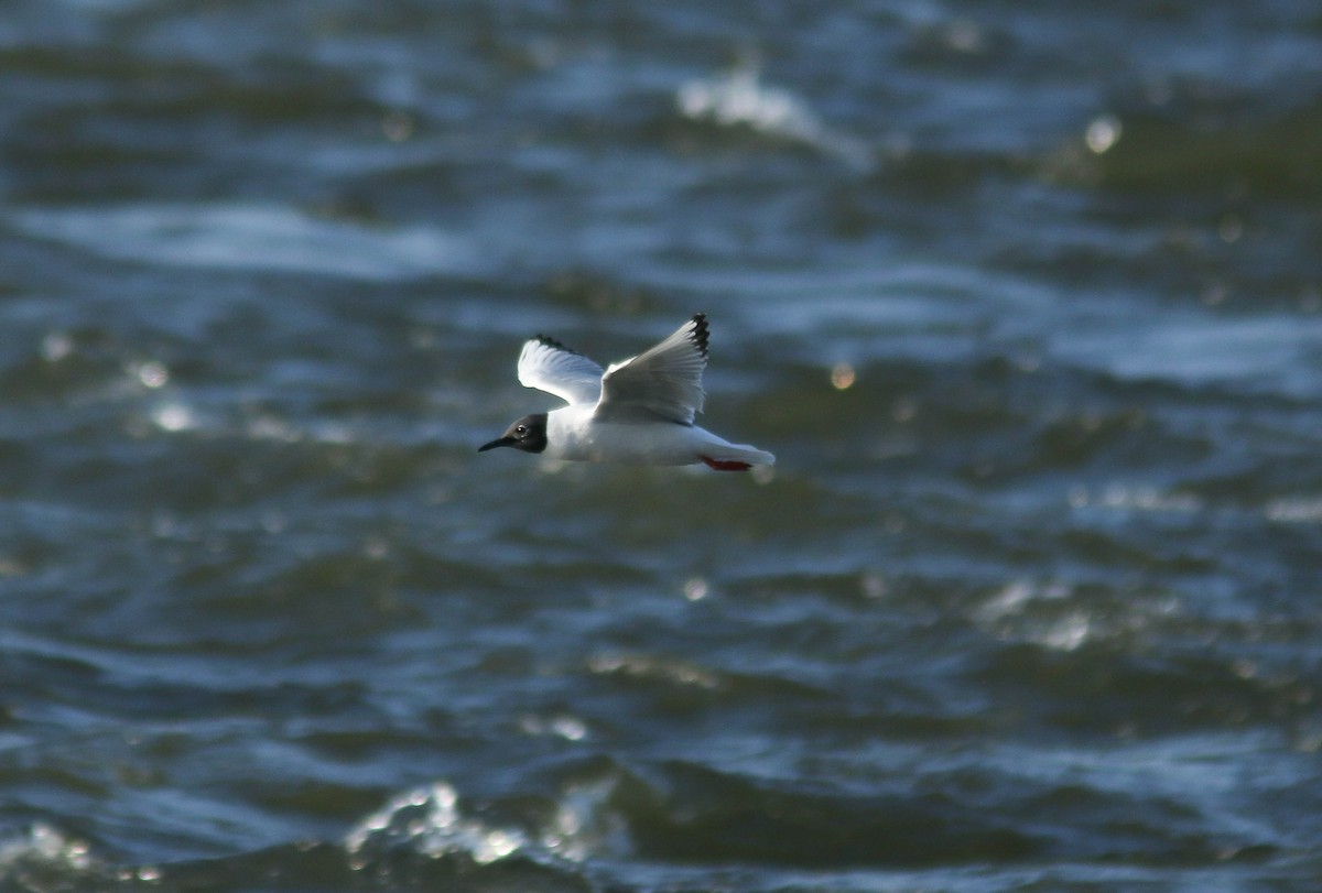 Mouette de Bonaparte - ML642942116