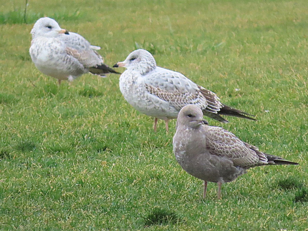Short-billed Gull - ML642942118