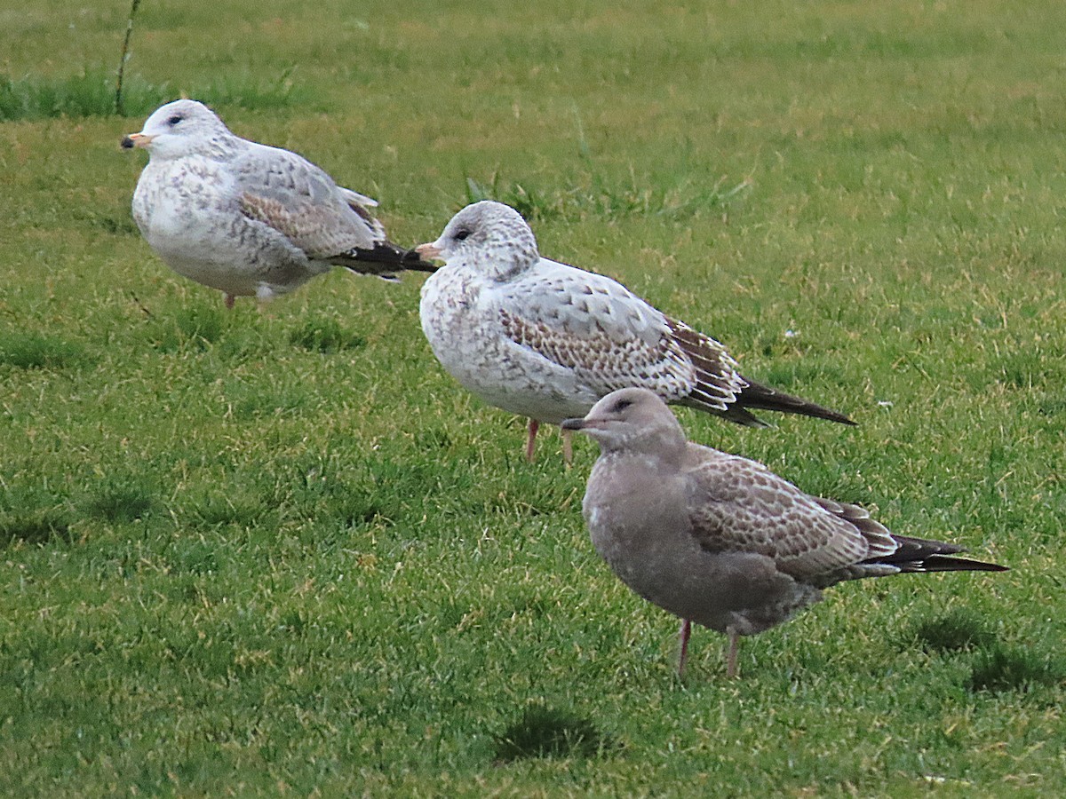 Short-billed Gull - ML642942119