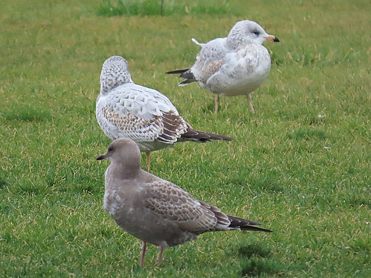 Short-billed Gull - ML642942120