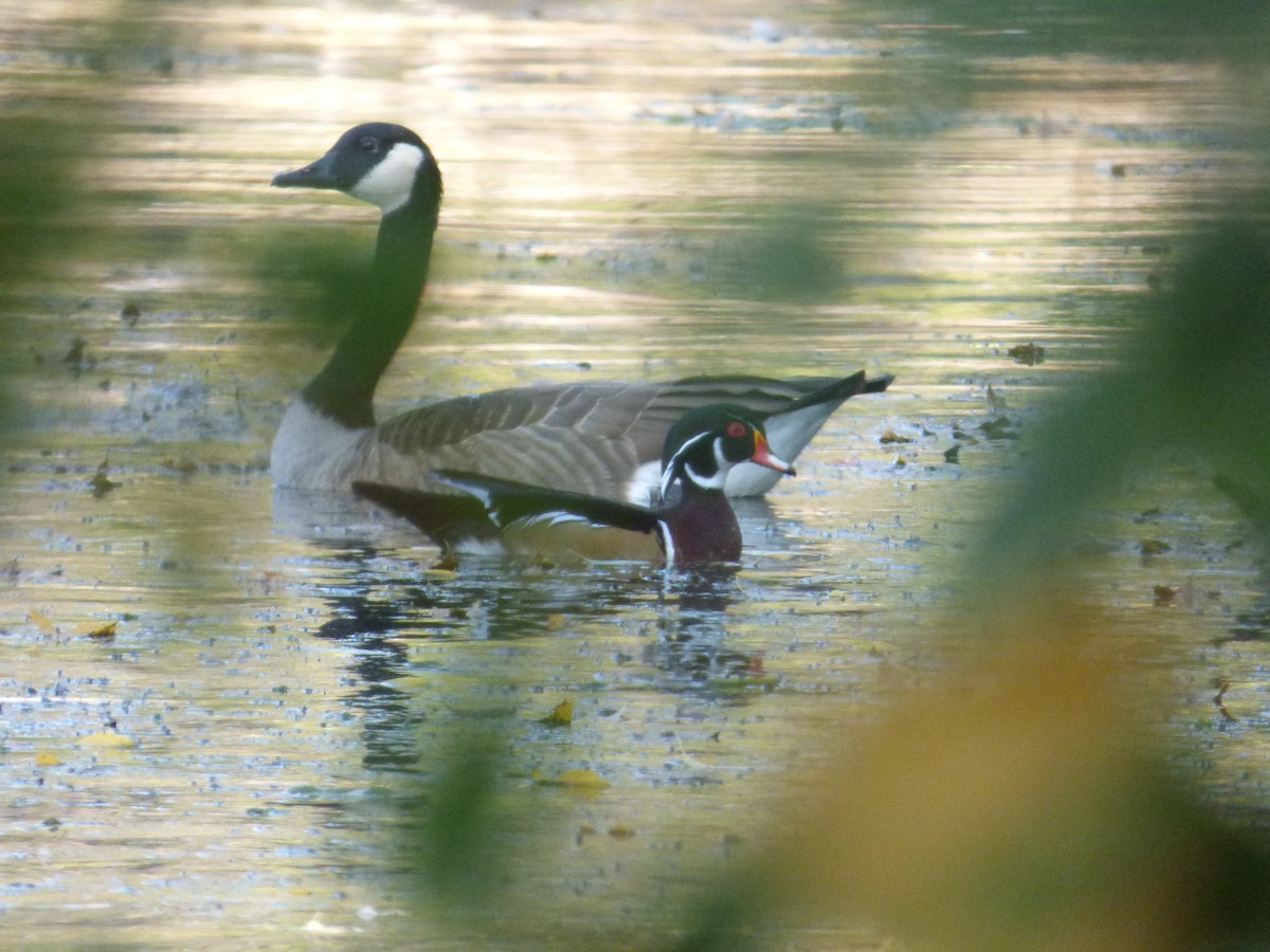 Canard branchu - ML642942122