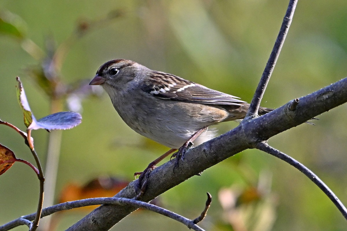Bruant à couronne blanche - ML642942129