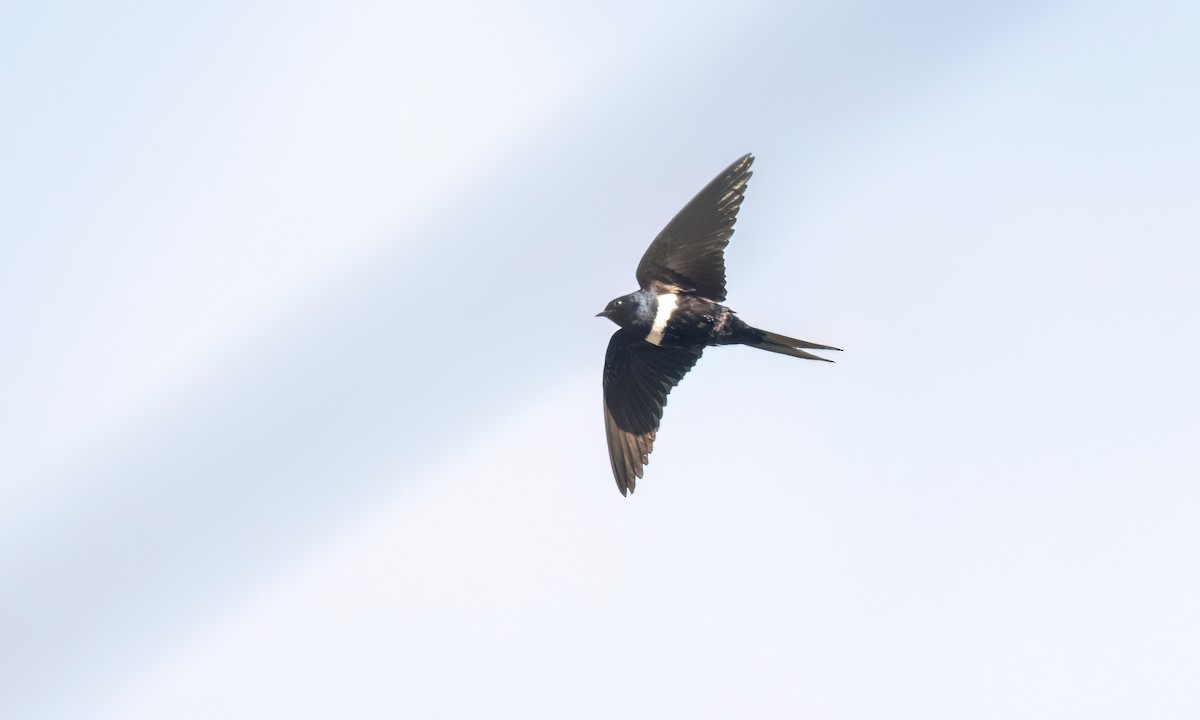 White-banded Swallow - ML642942141