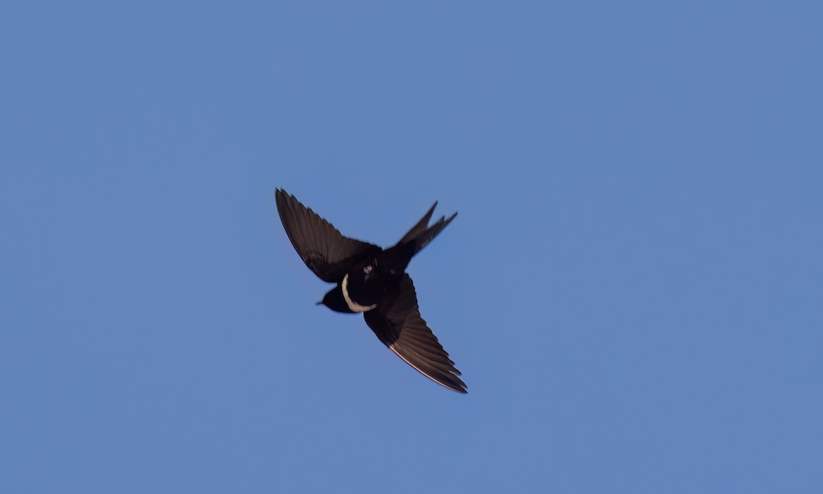 White-banded Swallow - ML642942142