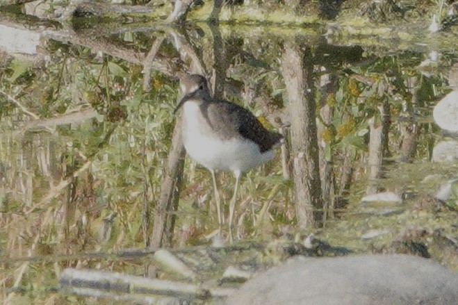 eremittsnipe - ML642942153