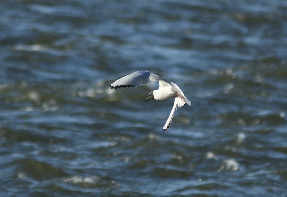 Bonaparte's Gull - ML642942192