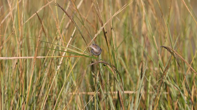 Bruant de Nelson (subvirgata) - ML642942222