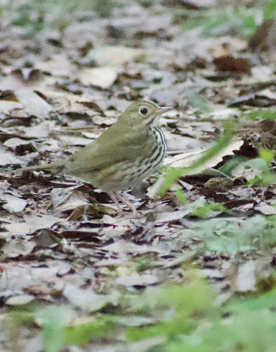 Ovenbird - ML642942223