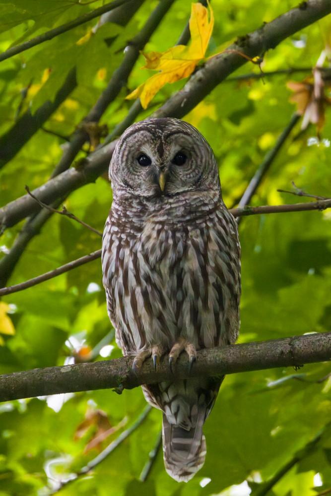 Barred Owl - ML642942243