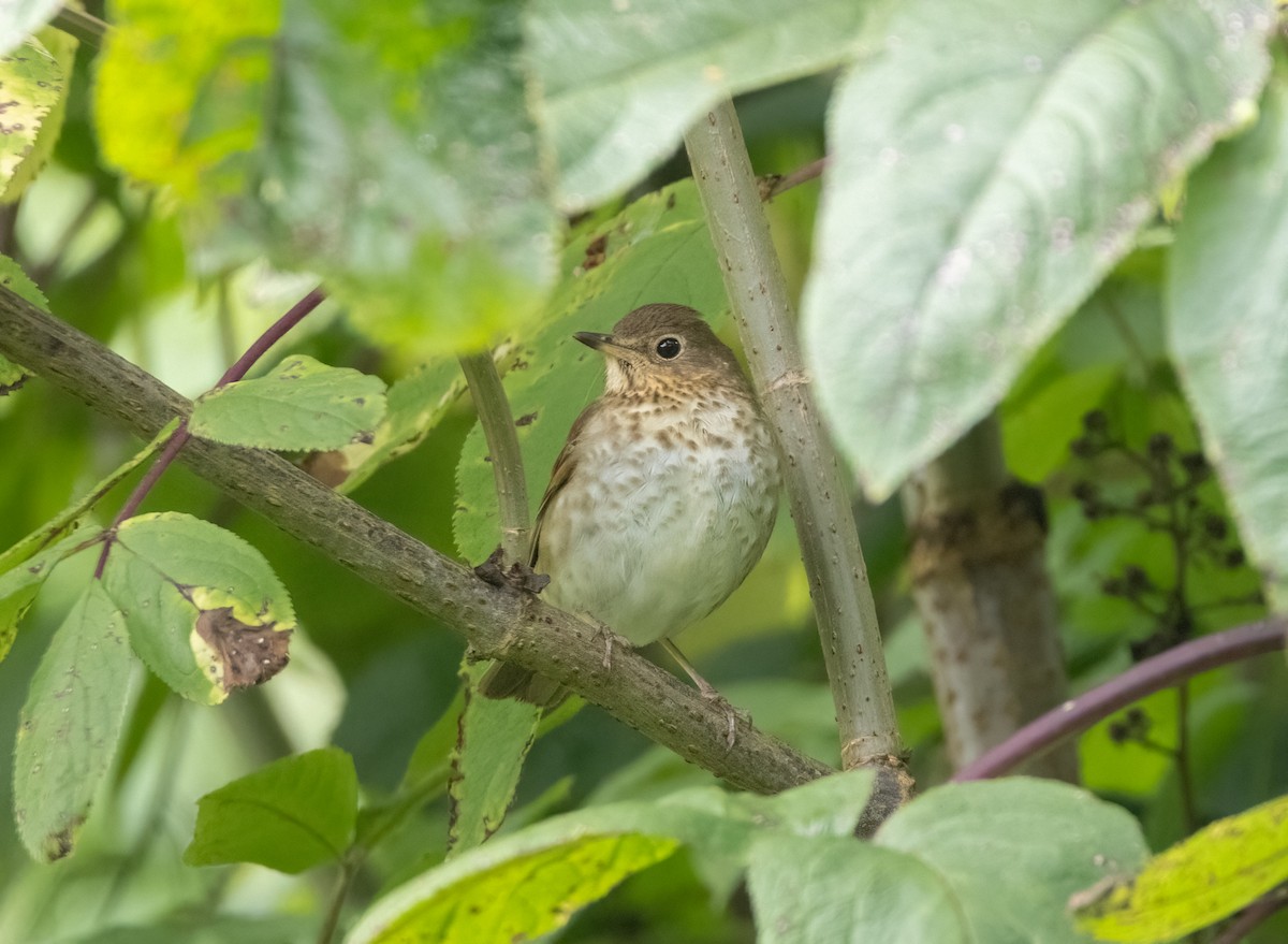Swainson's Thrush - ML642942250