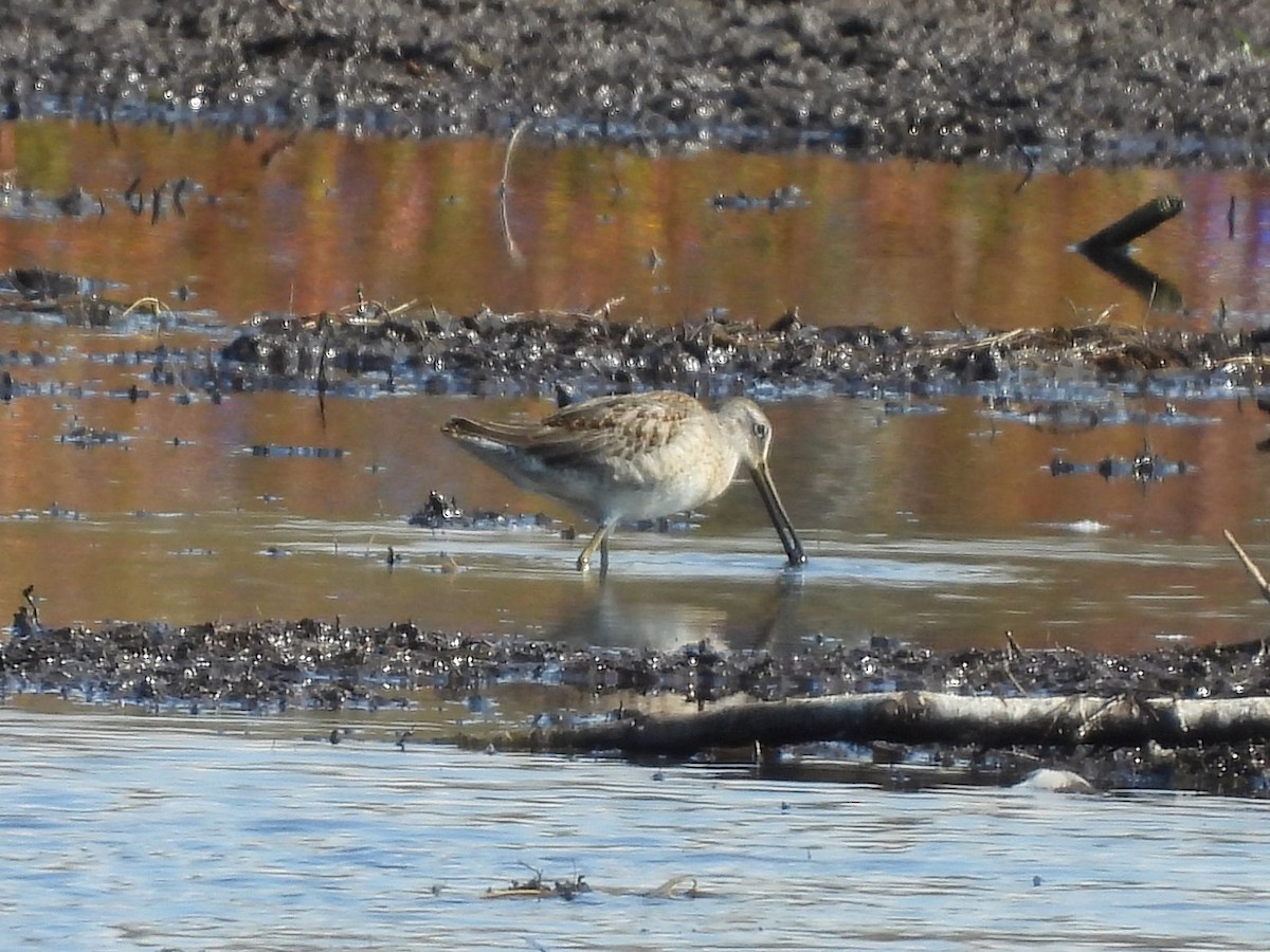 Long-billed Dowitcher - ML642942256