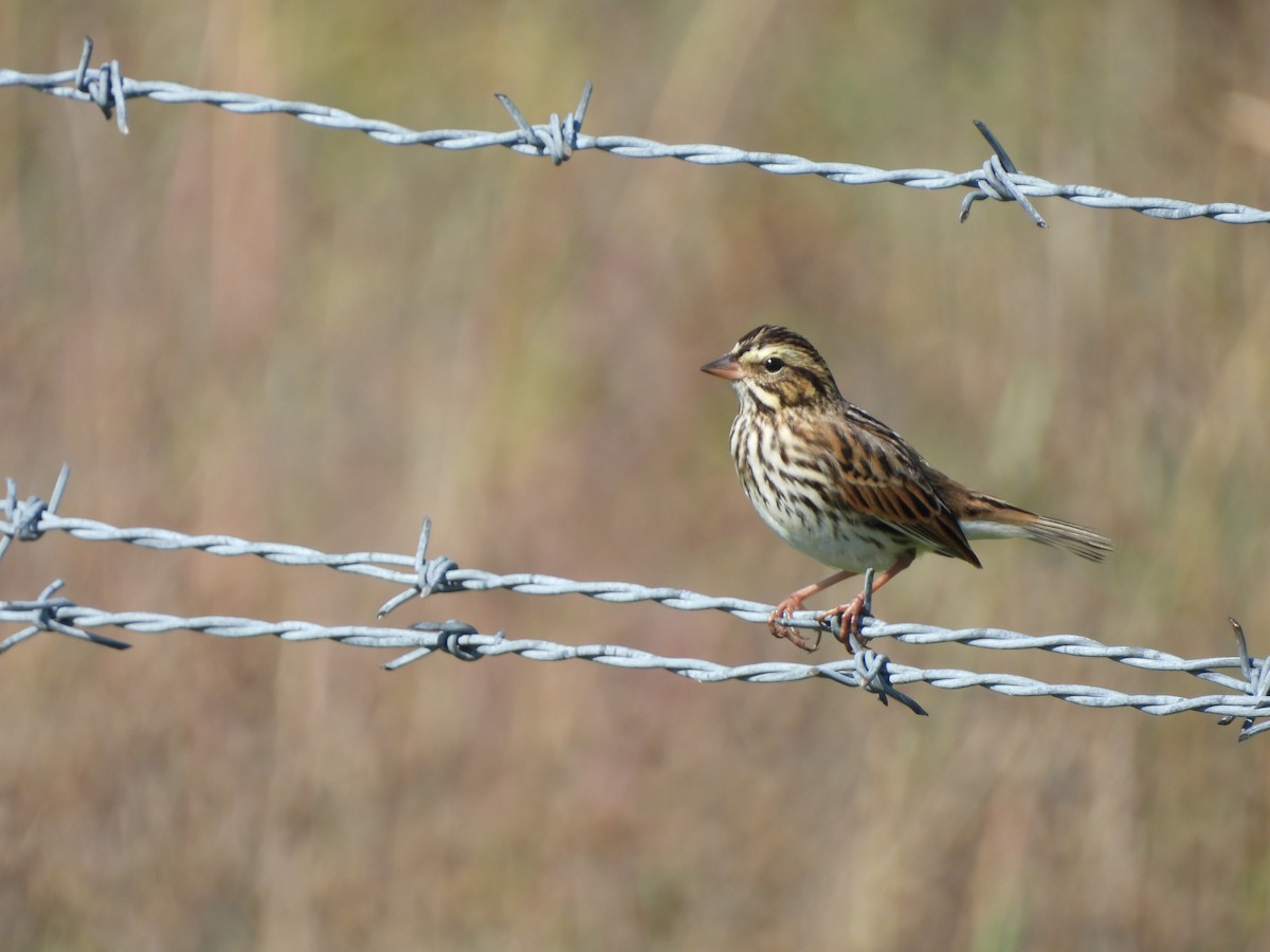 Savannah Sparrow - ML642942267