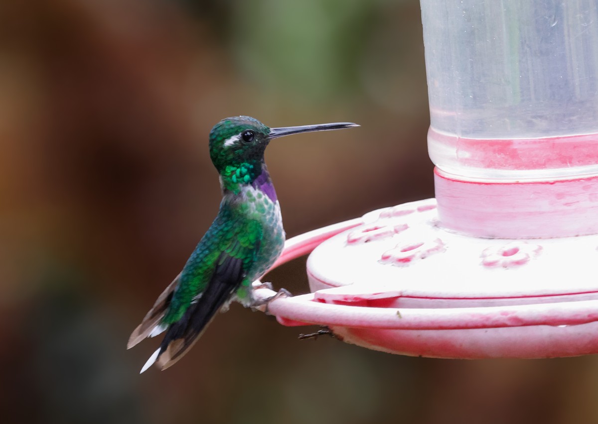 Purple-bibbed Whitetip - ML642942269