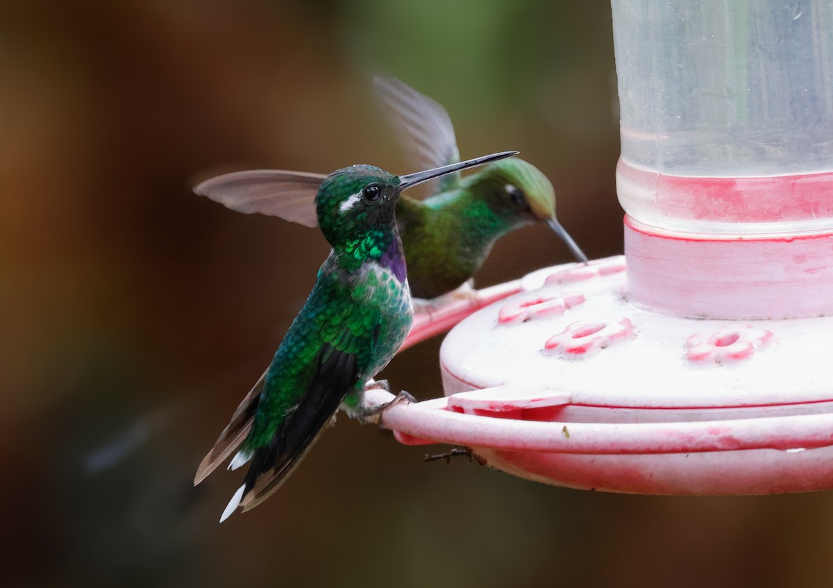 Purple-bibbed Whitetip - ML642942270