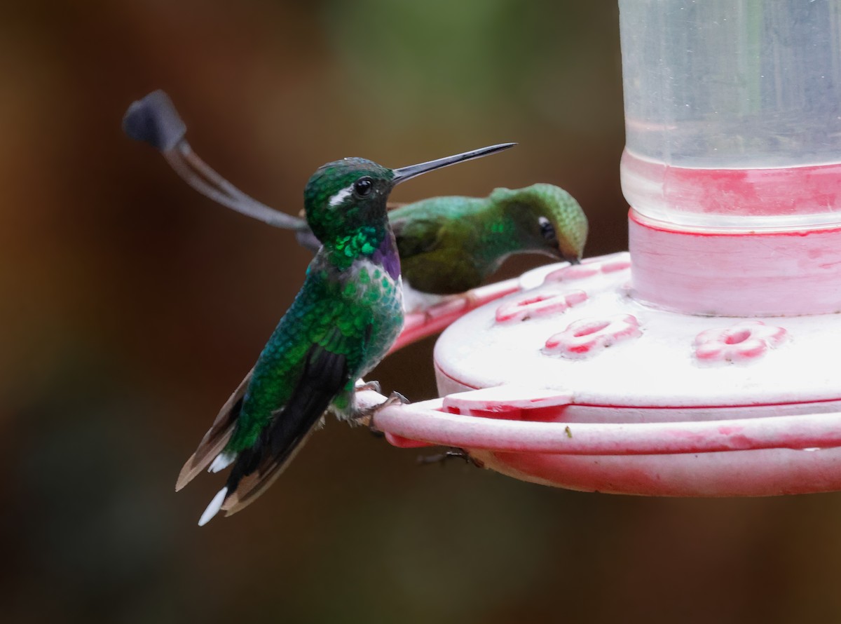 Purple-bibbed Whitetip - ML642942284