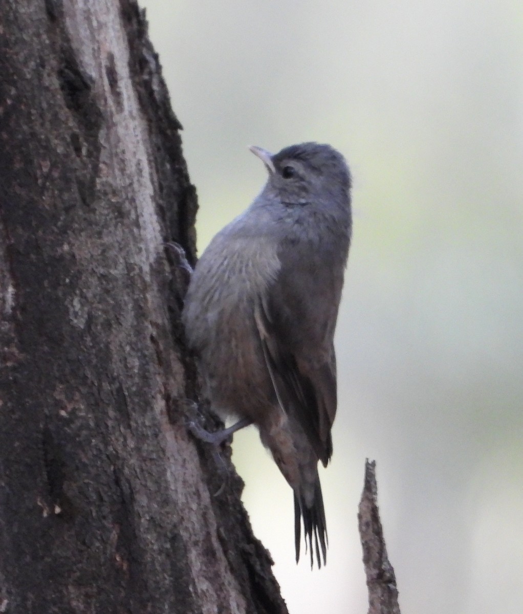 Brown Treecreeper - ML642942288