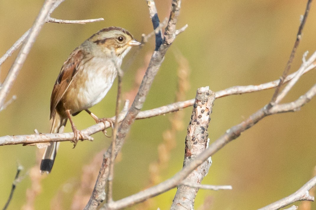 Swamp Sparrow - ML642942311