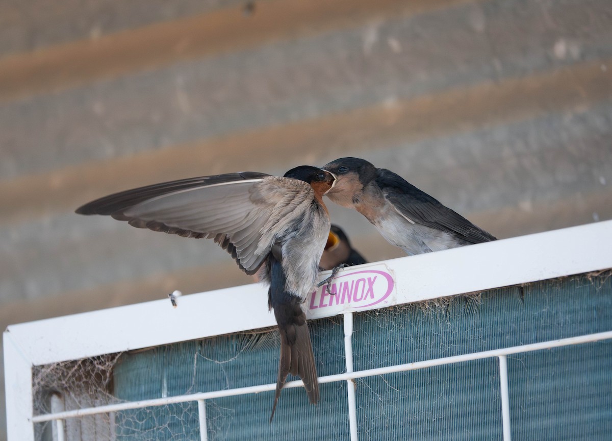 Welcome Swallow - ML642942357