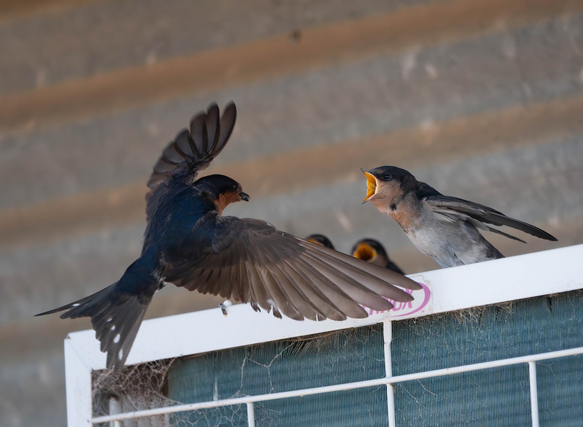 Welcome Swallow - ML642942358