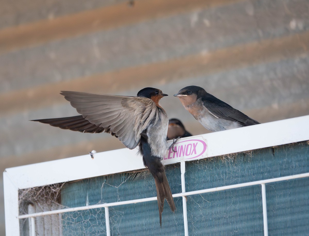 Welcome Swallow - ML642942359