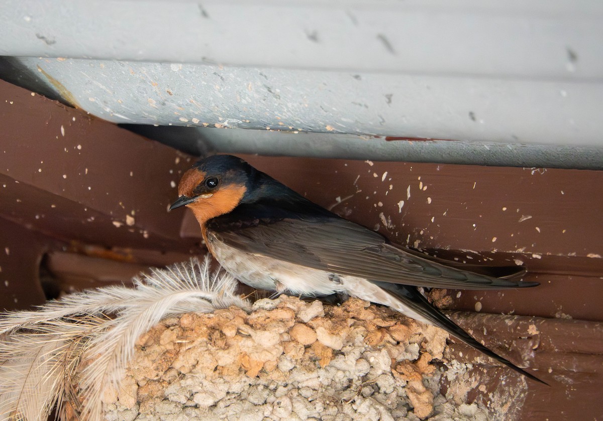 Welcome Swallow - ML642942360
