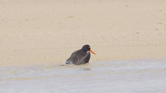 オーストラリアクロミヤコドリ - ML642942376