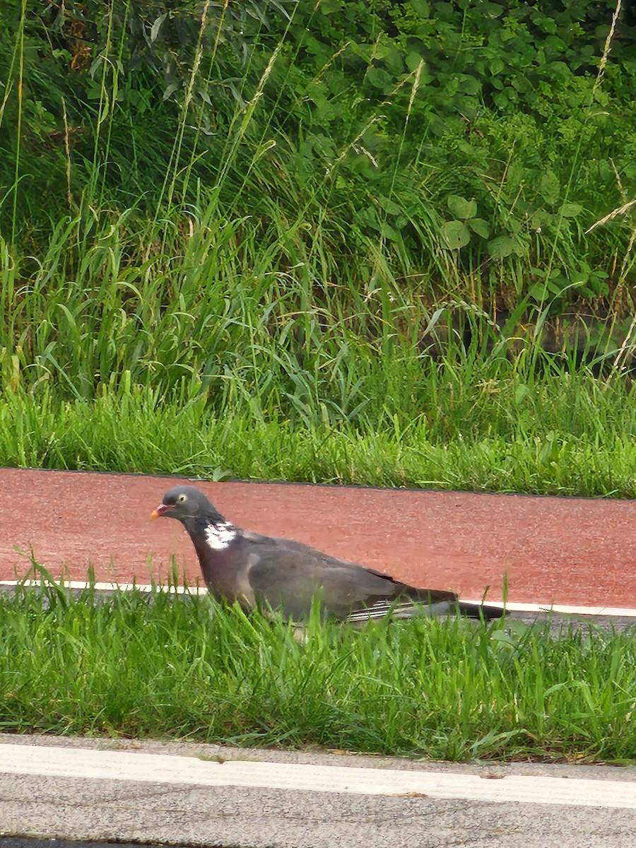 holub hřivnáč - ML642942394