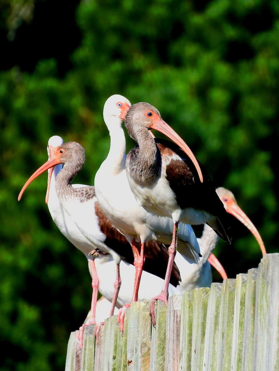 ibis bílý - ML642942403