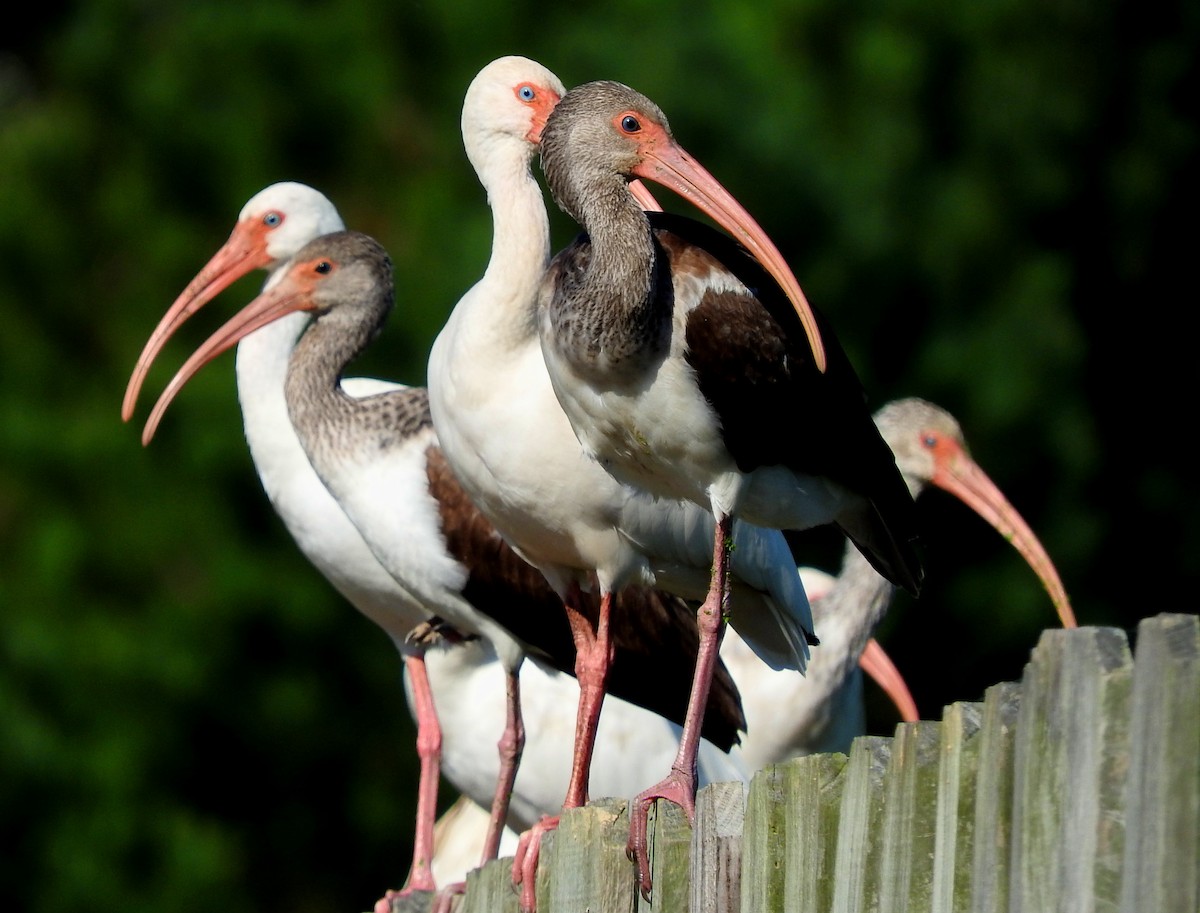 ibis bílý - ML642942404