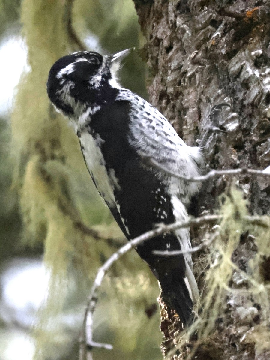 American Three-toed Woodpecker - ML642942413