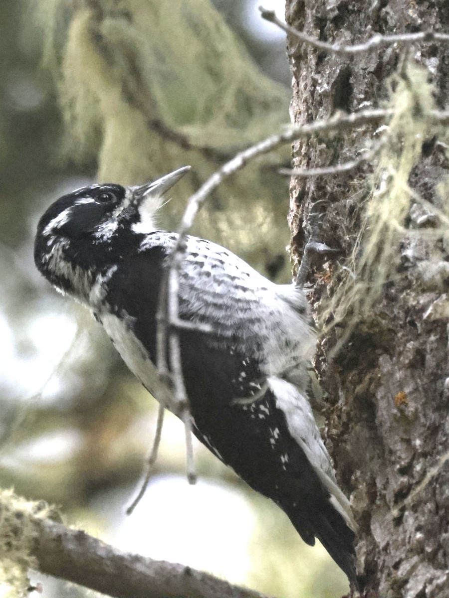 American Three-toed Woodpecker - ML642942414