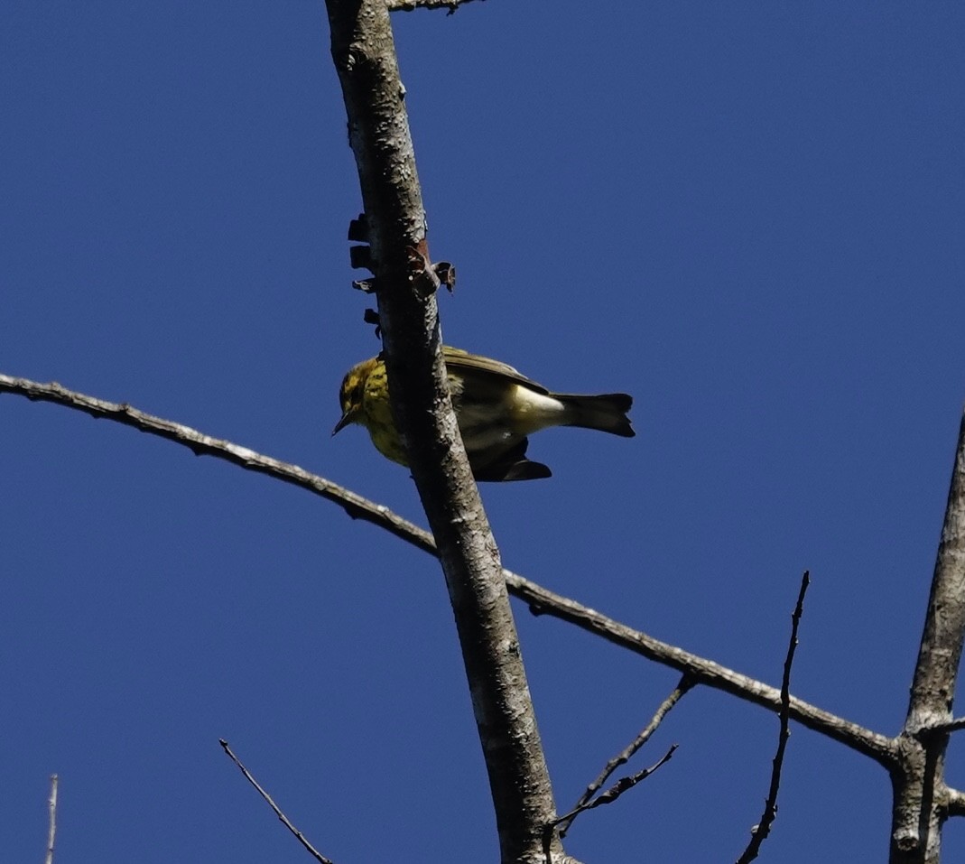 Cape May Warbler - ML642942415