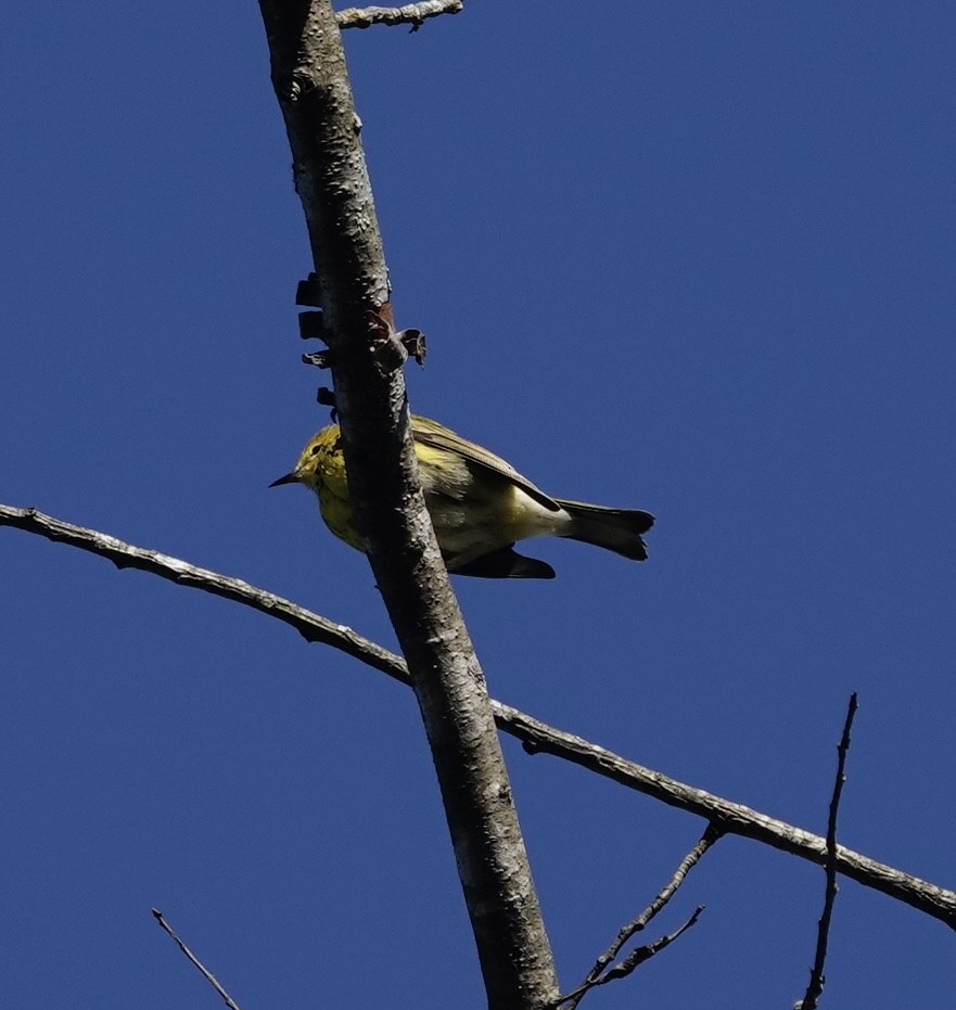 Cape May Warbler - ML642942416
