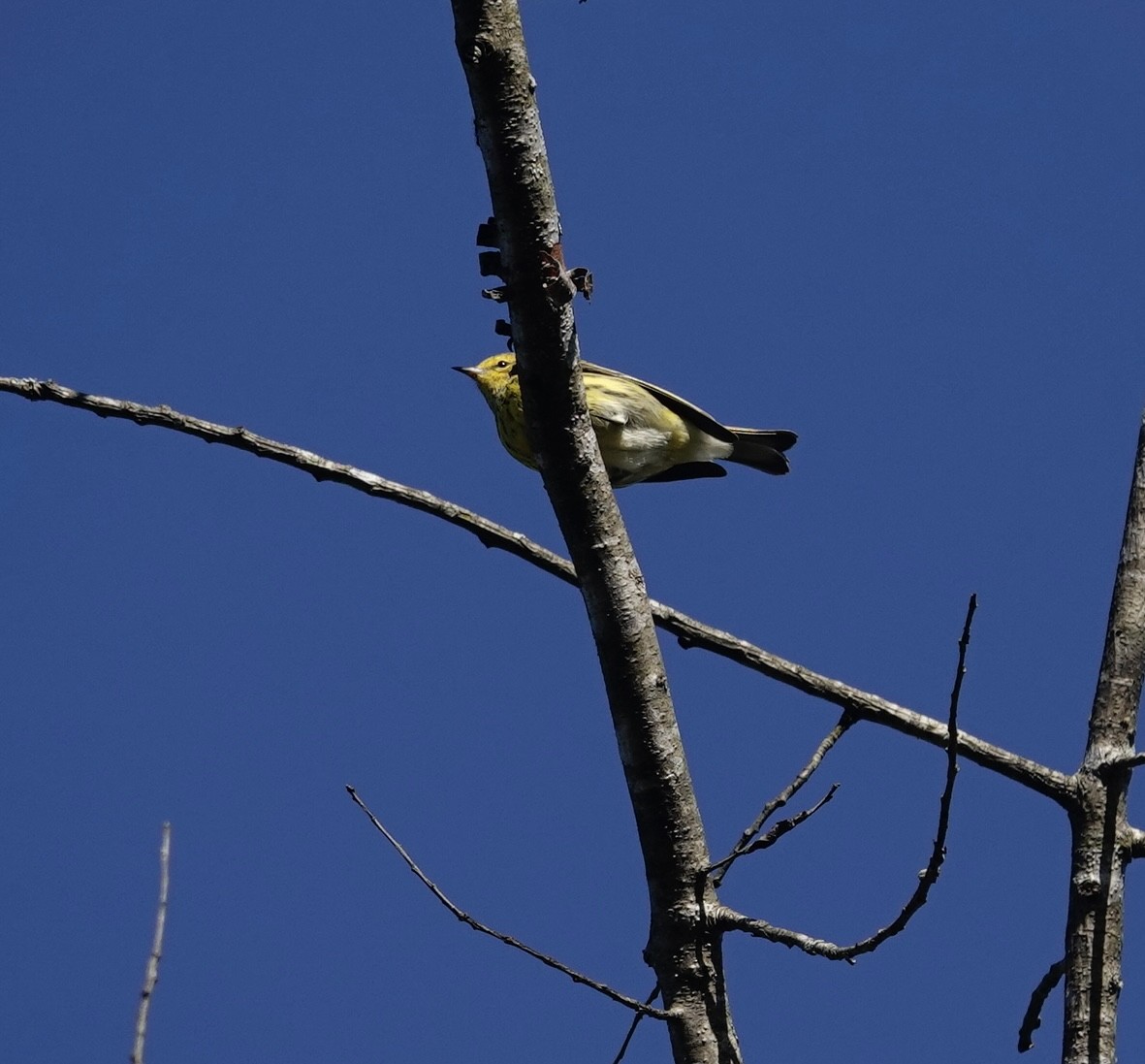 Cape May Warbler - ML642942417