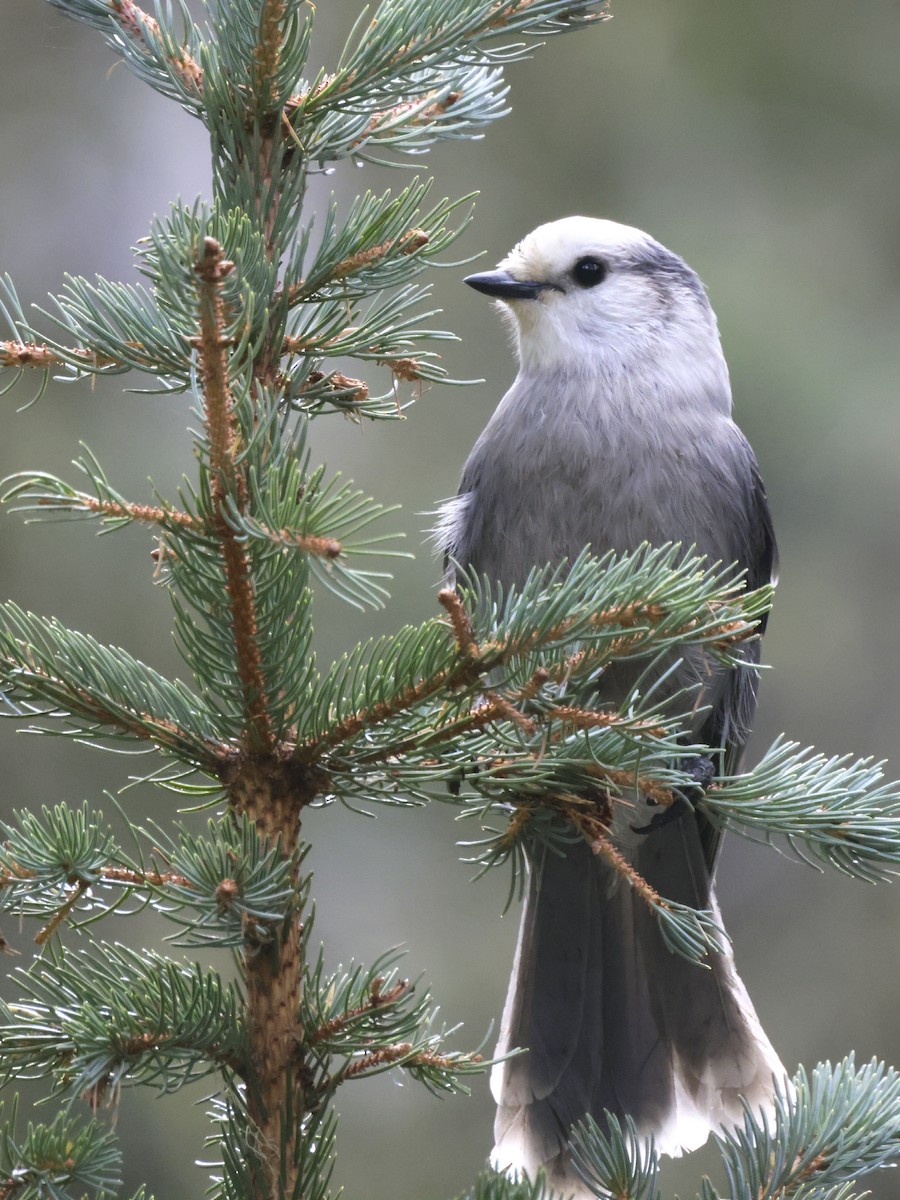 Canada Jay - ML642942423