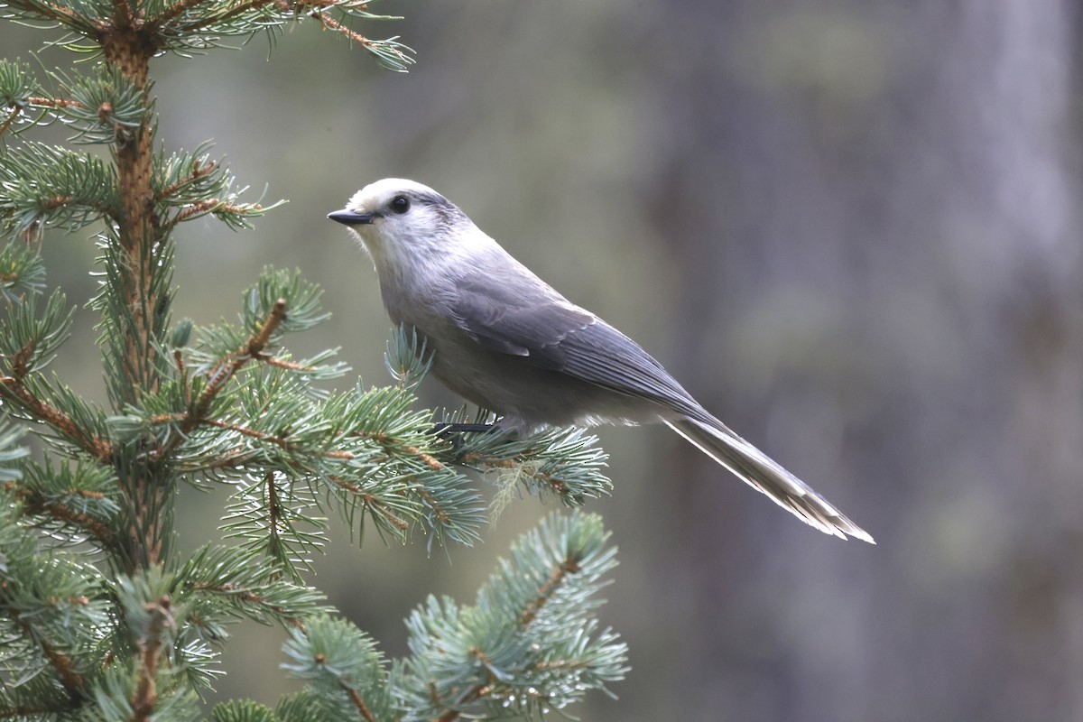 Canada Jay - ML642942424