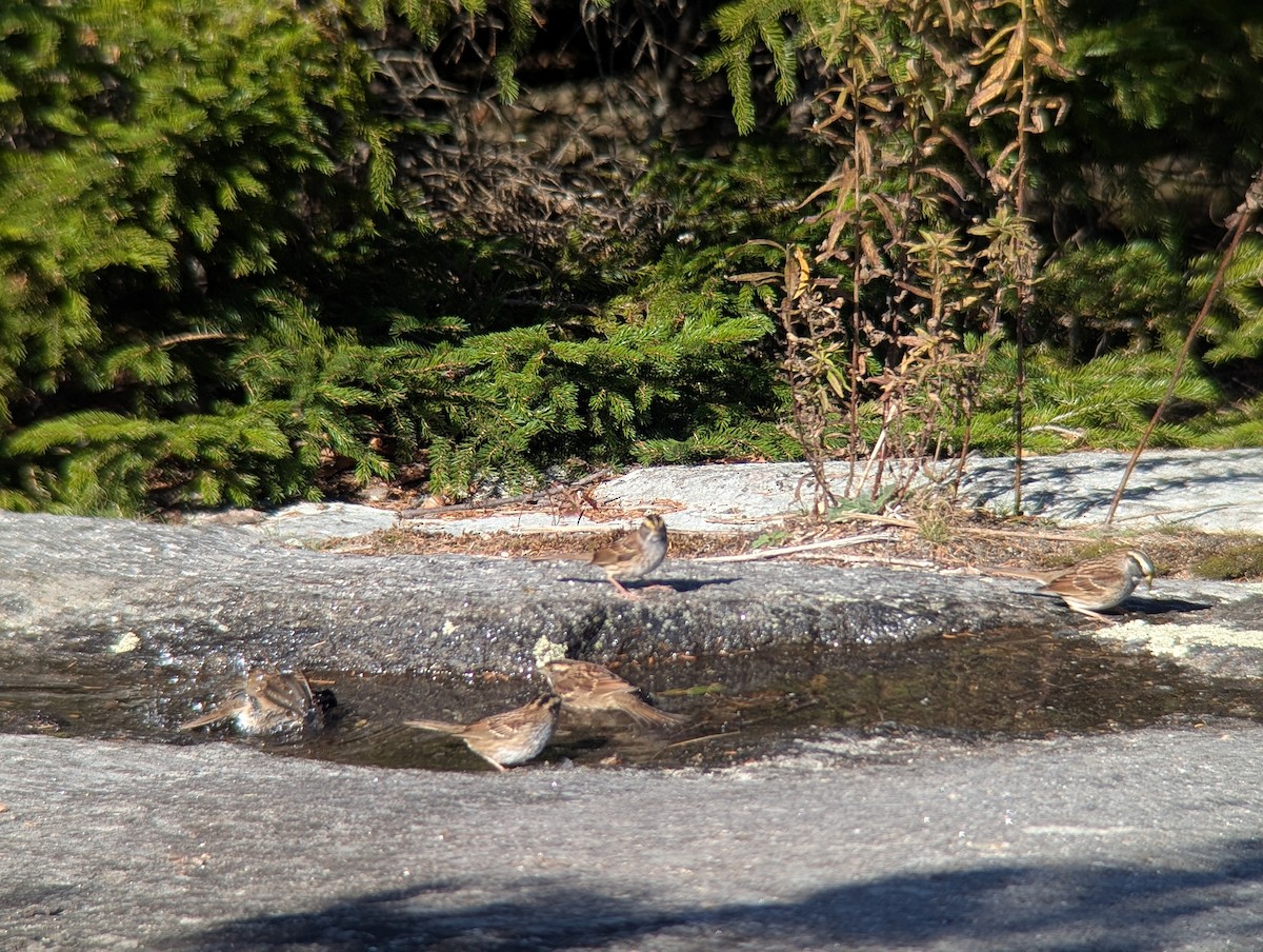 White-throated Sparrow - ML642942425