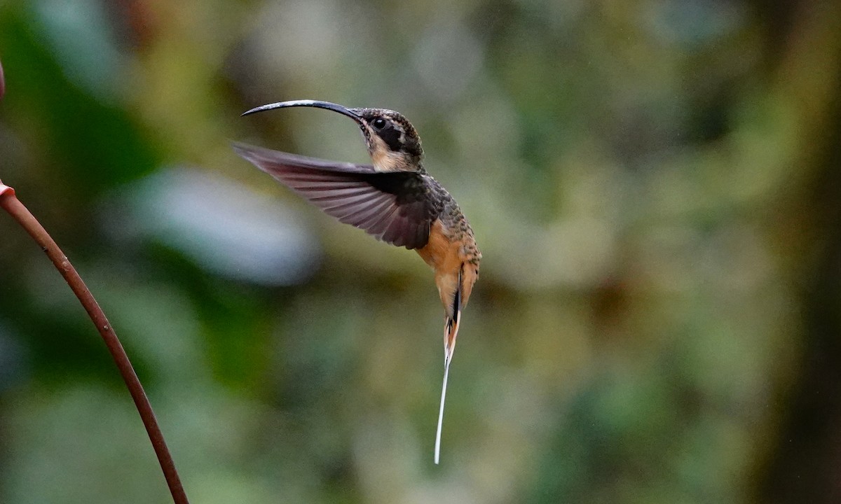 Tawny-bellied Hermit - ML642942451