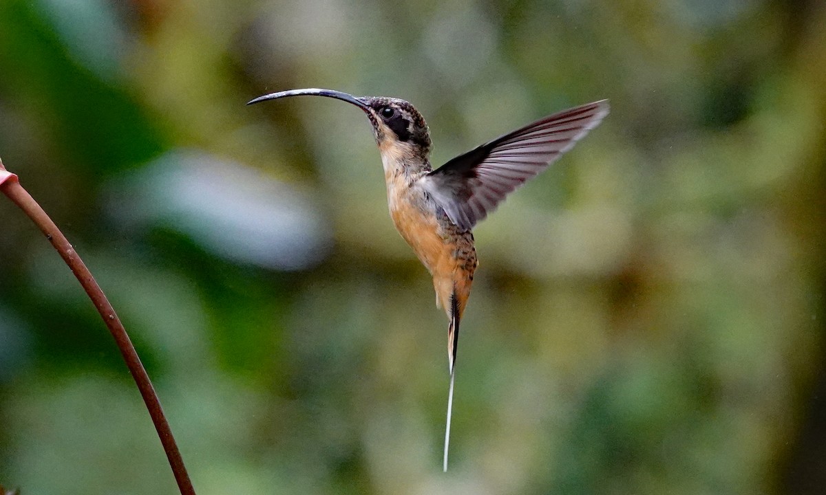 Tawny-bellied Hermit - ML642942452
