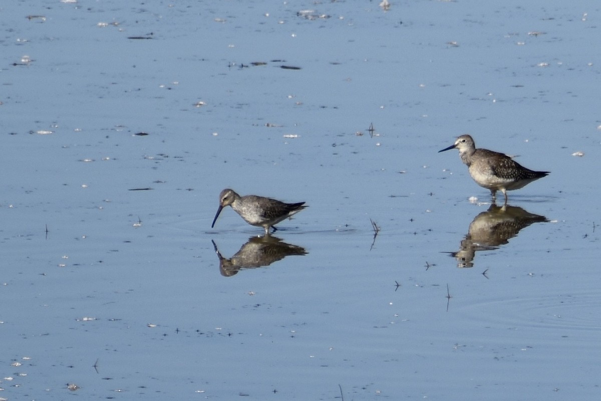 styltesnipe - ML642942484